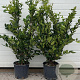 Ligustrum j. 'Texanum' 70-90 cm 9L