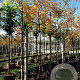Amelanchier lamarckii 8-10 HO container