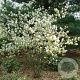 Amelanchier lamarckii 8-10 HO container