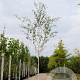 Betula utilis 'Doorenbos' 10-12 HO container 