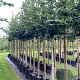 Carpinus betulus 10-12 HO container 
