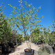 Cercis canadensis 250-300 cm container meerstammig
