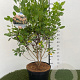 Cotinus cog. 'Young Lady' 60-80 cm 7,5L