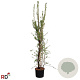 Exochorda racem. Blushing Pearl 175-200 cm 15L