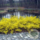Forsythia 'Courtasol' 20-25 cm 3,0L