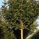 Fraxinus excelsior 'Altena' 14-16 HO draadkluit