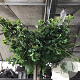 Ginkgo bil. 'Mariken' 200 cm stam 15L 6-8