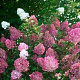 Hydrangea pan. Sundae Fraise 15-20 cm 25L