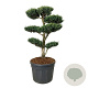 Juniperus chin. 'Monarch' 120-150 cm cont. 130L