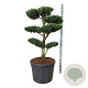 Juniperus chin. 'Monarch' 120-150 cm cont. 130L