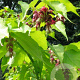 Leycesteria formosa 'Notbruce' 30-40 cm 2,0L