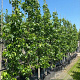 Liquidambar s. 'SlenderSilhouette' 12-14 HO container geveerd