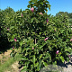 Magnolia 'Galaxy' 125-150 cm draadkluit meerstammig