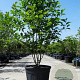 Magnolia kobus 175-200 cm container meerstammig