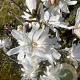 Magnolia stellata 125-150 cm draadkluit meerstammig