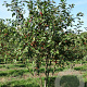 Malus 'Evereste' 150-175 cm draadkluit meerstammig