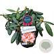 Rhododendron 'Bohlkens Kronjuwel' 30-40 cm 5,0L struik