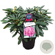 Rhododendron (Y) 'Bohlken's L.berg' 25-30 cm 5,0L