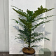 Mahonia media 'Winter Sun' 30-40 cm 3,0L