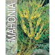 Mahonia media 'Winter Sun' 30-40 cm 3,0L