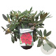 Rhododendron 'Elizab. Red Foliage' 30-40 cm 5,0L struik