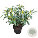 Rhododendron Graffito 30-40 cm 5,0L struik