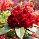 Rhododendron 'Karl Naue' 30-40 cm 5,0L struik