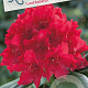 Rhododendron 'Lord Roberts' 30-40 cm 5,0L struik