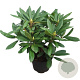 Rhododendron 'Marcel Menard' 30-40 cm 5,0L struik