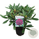 Rhododendron 'Marcel Menard' 30-40 cm 5,0L struik