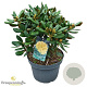 Rhododendron (Y) 'Millennium Gold' 50-60 cm 10L
