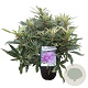 Rhododendron pont. 'Variegatum' 30-40 cm 5,0L struik