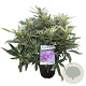 Rhododendron pont. 'Variegatum' 30-40 cm 5,0L struik