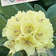 Rhododendron 'Saffrano' 30-40 cm 5,0L struik
