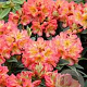 Rhododendron 'Sun Fire' 30-40 cm 5,0L struik
