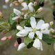Malus baccata 'Street Parade' 175-200 cm 35L solitair meerstammig