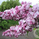 Syringa v. 'Olimpiada Kolesnikova' 40-60 cm 3,0L
