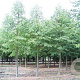 Tilia cordata 20-25 HO draadkluit