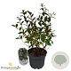 Vaccinium corymbosum 30-40 cm 3,0L