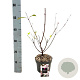 Viburnum bodn. 'Dawn' 20-30 cm 2,0L