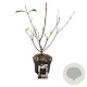 Viburnum bodn. 'Dawn' 20-30 cm 2,0L