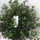 Viburnum tinus 50-60 cm 12L