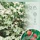 Cornus k. 'China Girl' 50-60 cm 7,5L