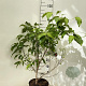 Cornus k. 'China Girl' 50-60 cm 7,5L