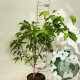Cornus k. 'China Girl' 50-60 cm 7,5L