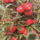 Malus d. 'Elstar' 12-14 HO container