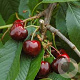 Prunus a. 'Bigarreau Burlat' 12-14 HO container 150 cm stam