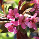 Malus 'Veitch's Scarlet' 200-250 cm 35L solitair meerstammig