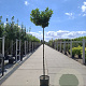Prunus l. Etna 8-10 HO container 180 cm stam