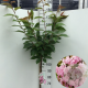 Prunus ser. 'Kanzan' 120 cm stam 7,5L